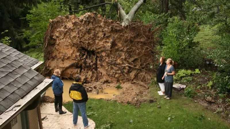 un arbol caido en estados unidos