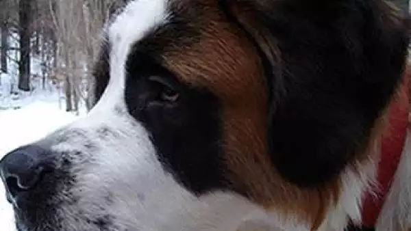 perro