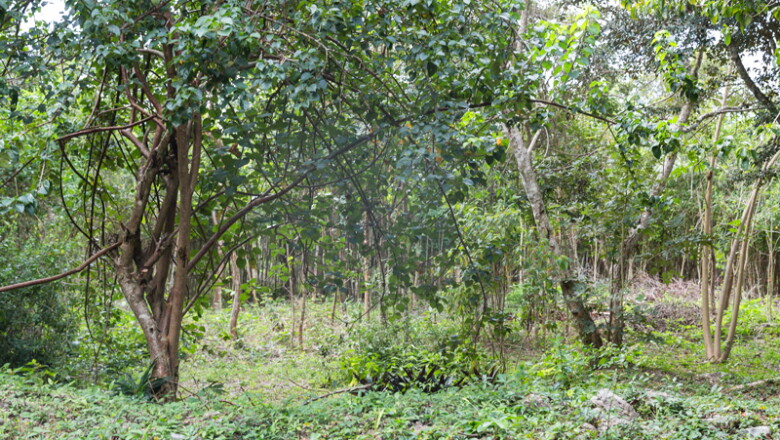 Así es en la actualidad la zona donde se construirá la Estación Calakmul