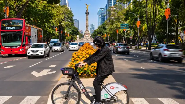 Persona en bicicleta Ecobici frente a un camellón con flores de cempasúchil sobre Paseo de la Reforma, con el Ángel de la Independencia al fondo y adornos de Día de Muertos en los árboles.