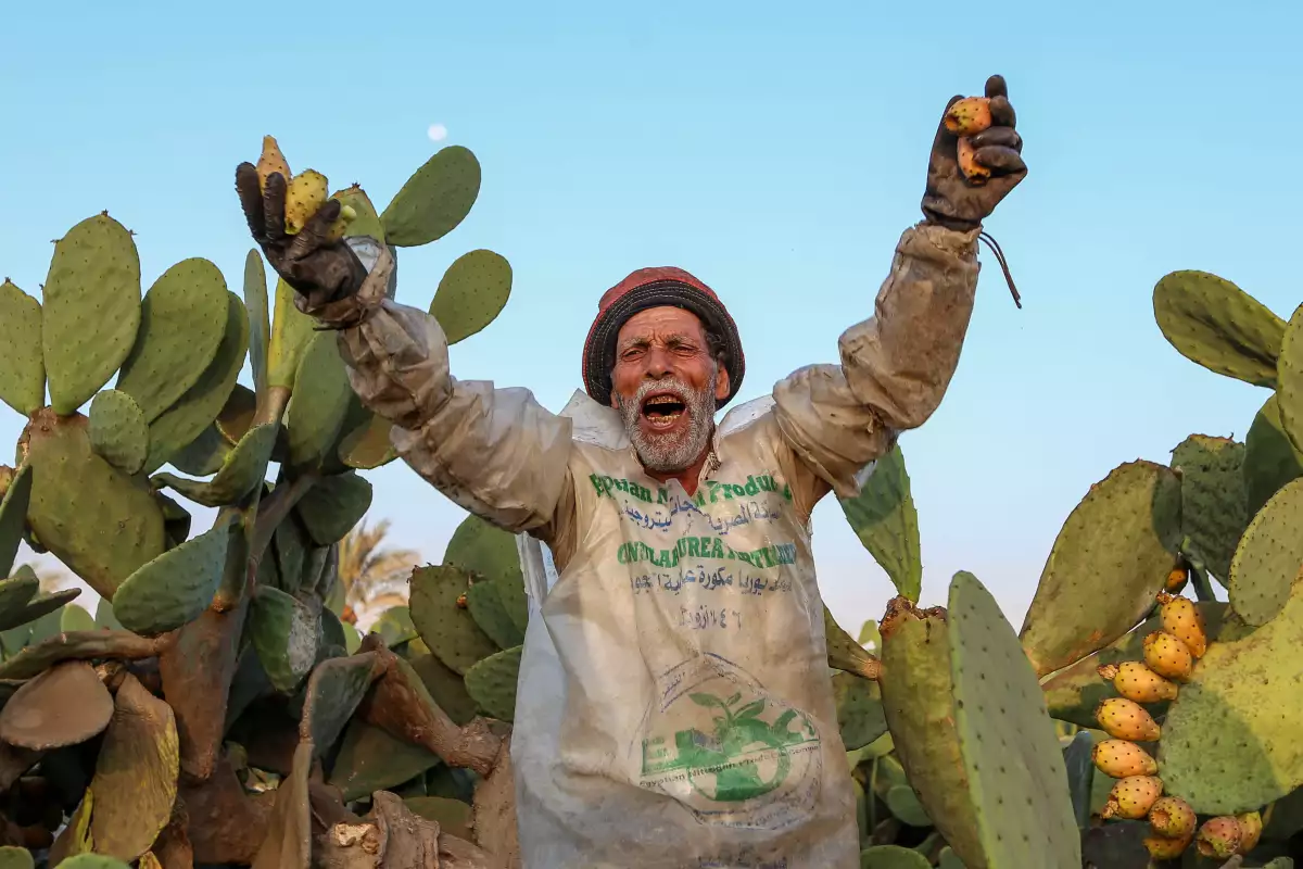 Prickly Pear Harvest In Egypt