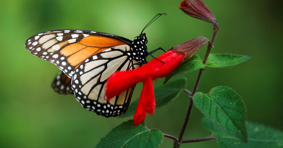 Meksika'daki kral kelebeği popülasyonu iklim değişikliği nedeniyle düşüyor