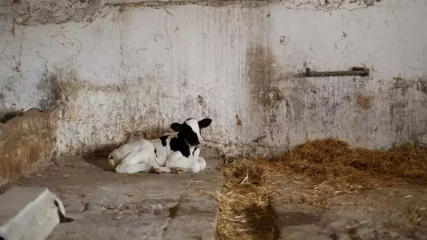 Hasta 1,000 productores por mes dejaron la actividad en el país, afirma Femeleche.