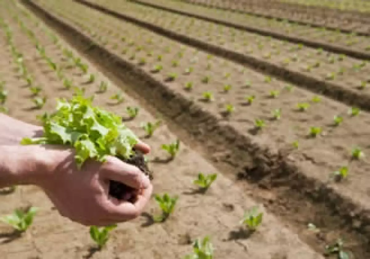 La FAO dijo que prevé que la producción agrícola crezca un 12% en los países industrializados en la próxima década. (Foto: Jupiter Images)