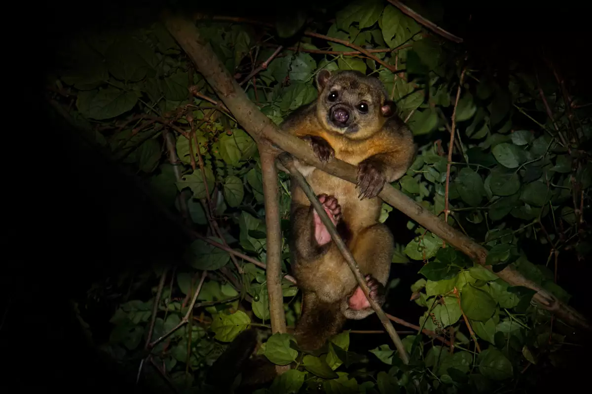 animales amenazados por el tren maya 
