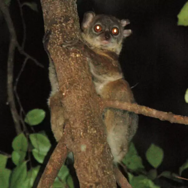 La mitad de los primates en el mundo en riesgo de extinción