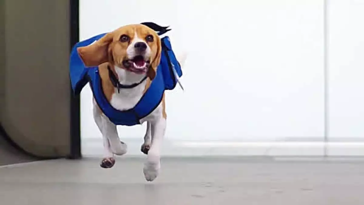 sherlock perro klm objetos perdidos