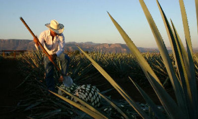 agave_producci�n