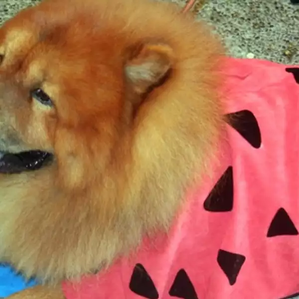 perros disfraz Halloween