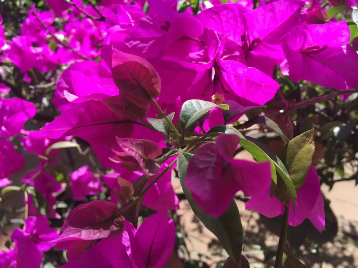 En ambientes con mucho color, el iPhone tiende a quemar los colores.