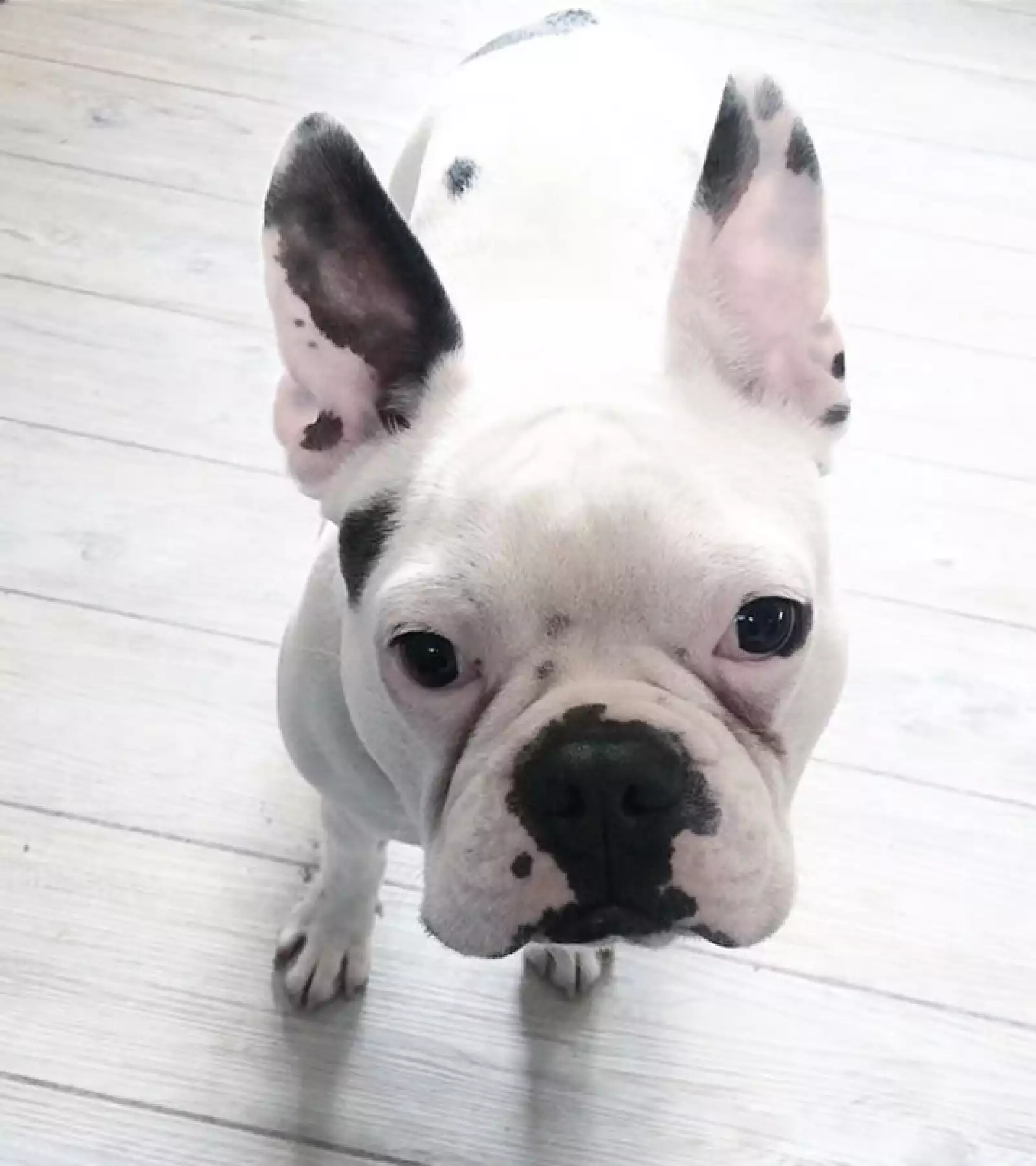 Además de Earl la bloggera tiene dos perros más.