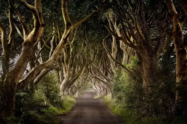 Dark Hedges