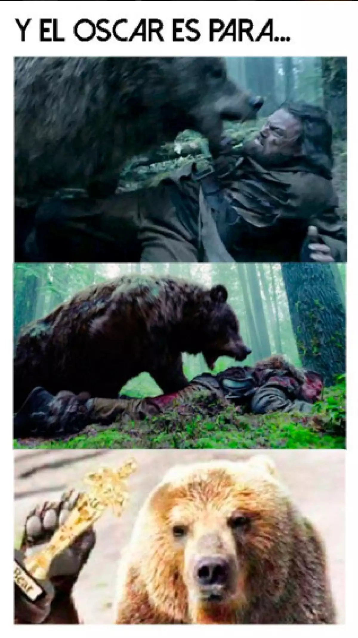 El oso según las redes sociales, se merece ganar un Oscar.