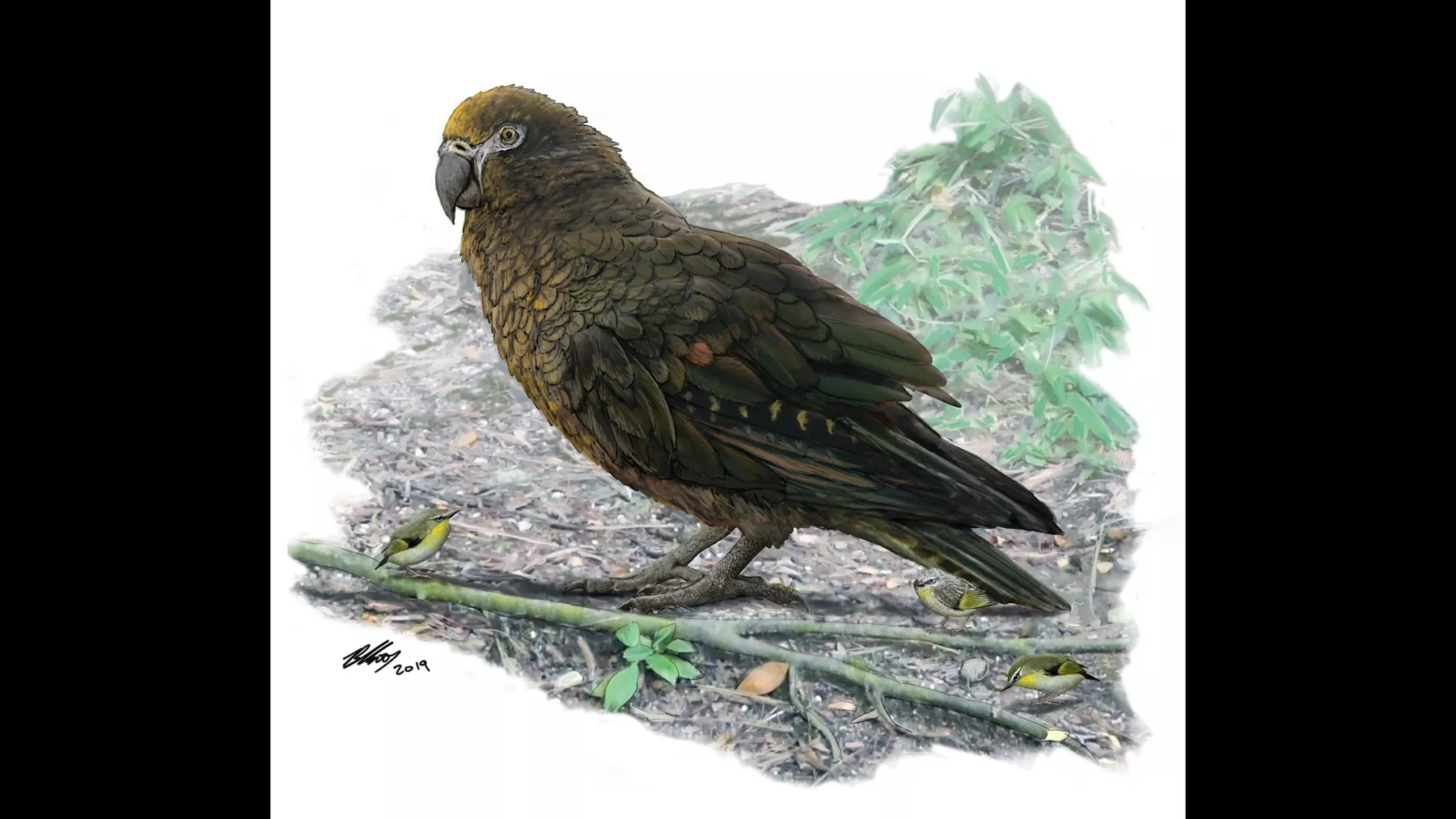 World's largest parrot was over 3 feet tall