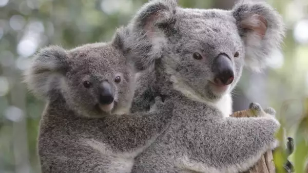 Población de koalas se reduce 30% por minería, incendios, deforestación y 'sida'