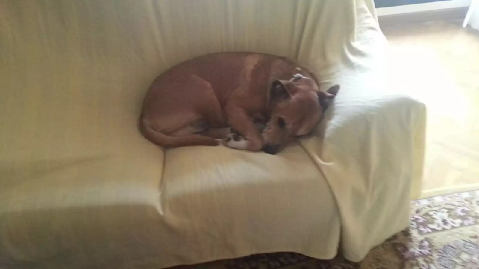 Excálibur perro protestas 3