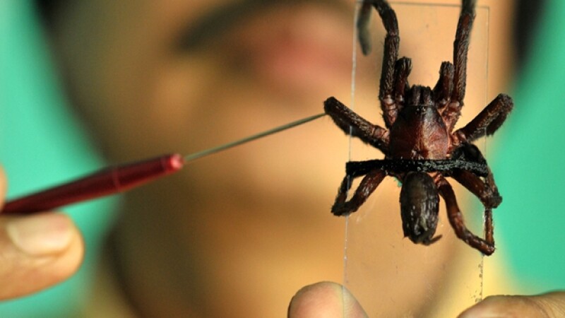 Araña india