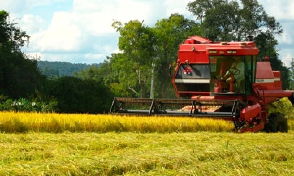 producion-de-arroz