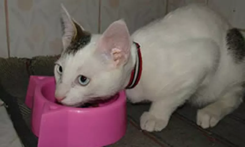 En Rusia se considera de buena suerte que un gato sea el primero en entrar a una casa nueva. (Foto: Archivo)