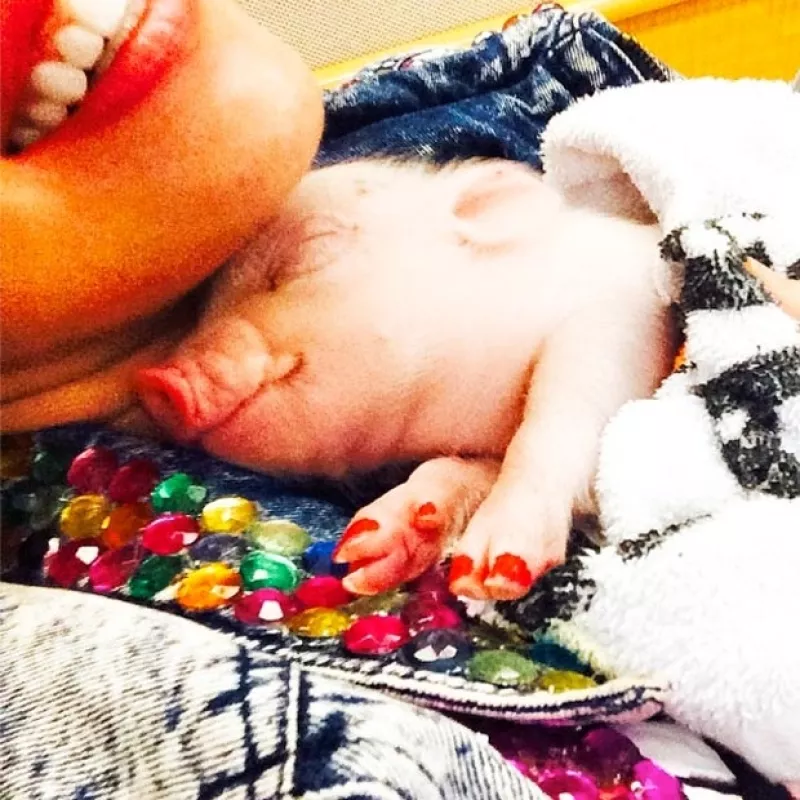 Pese a tener un amor incondicional por los perritos, la cantante ha aumentado su familia de mascotas con este adorable animal de granja.