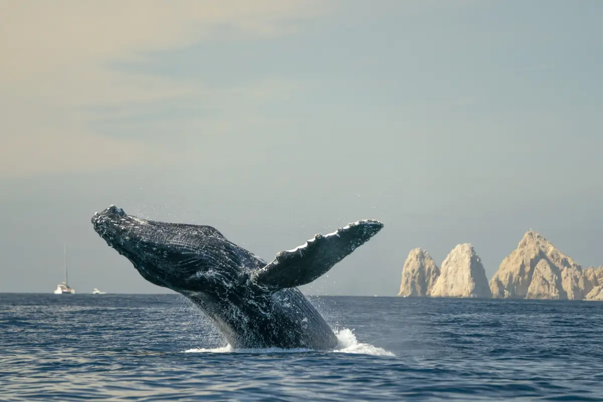  “Las ballenas demandaron y van ganando”, suspenden proyecto de GNL