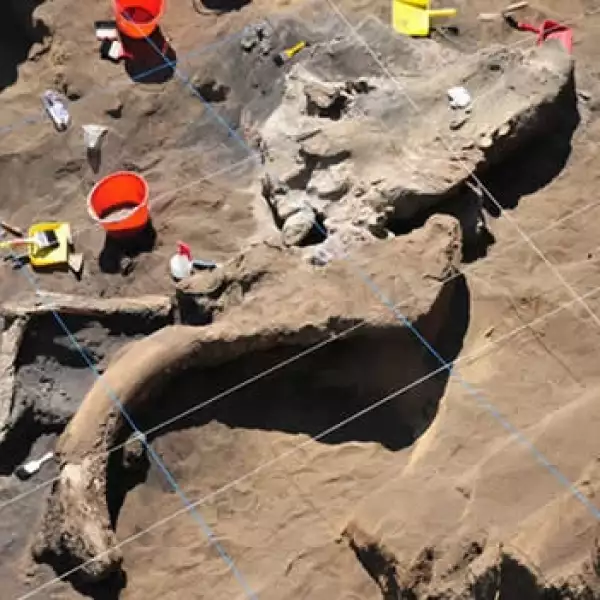 mamul encontrado en milpa alta