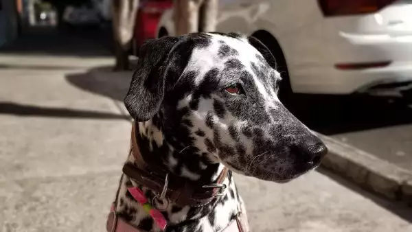 Una buena cámara y nada más