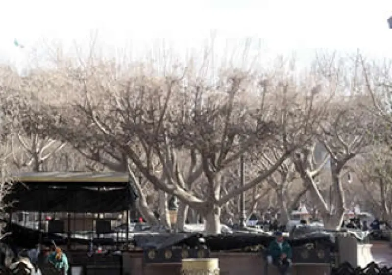 Los agricultores afectados por las heladas deben solicitar el apoyo en las entidades del Infonavit de Chihuahua y Sonora. (Foto: Notimex)