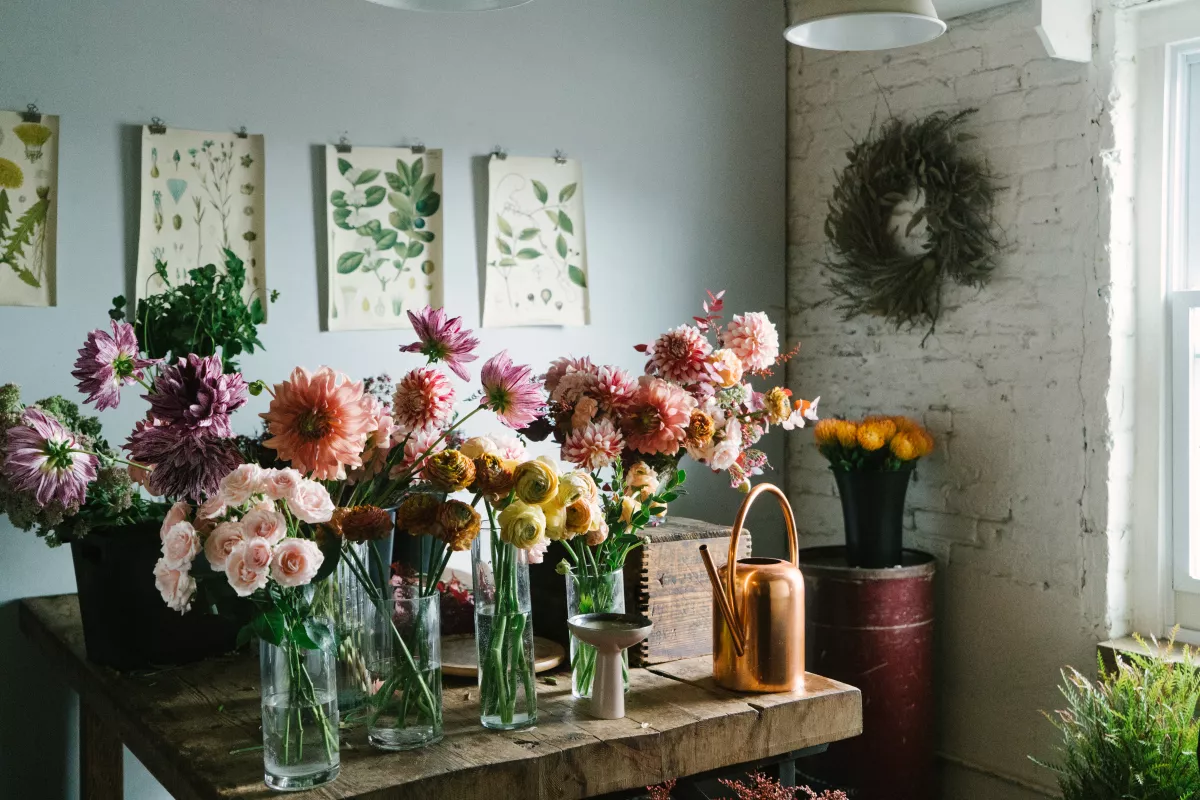Plantas de decoración