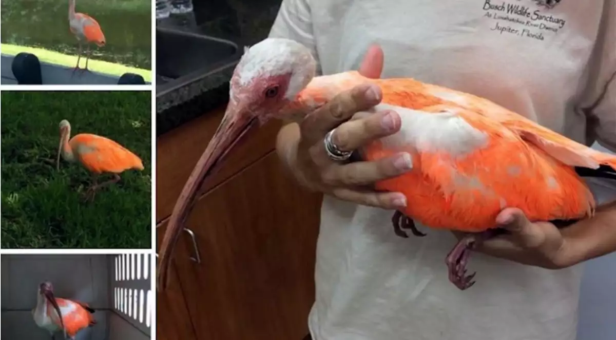 Pájaro ibis