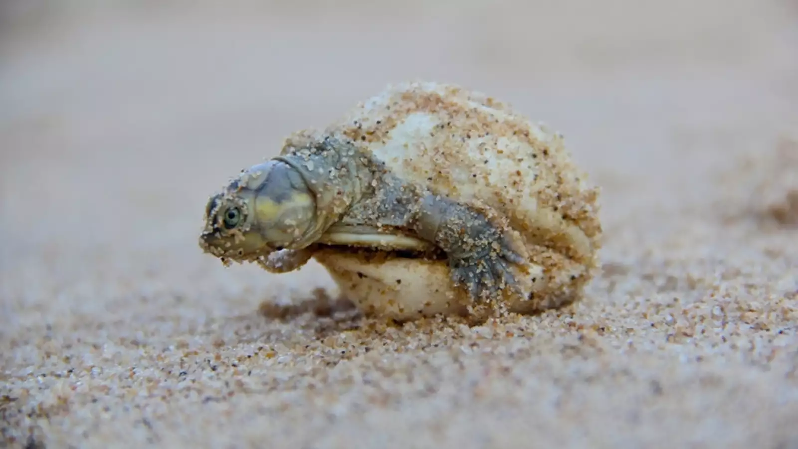 liberacion de tortugas