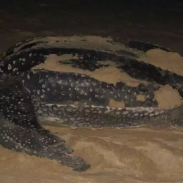 tortugas baula gabon