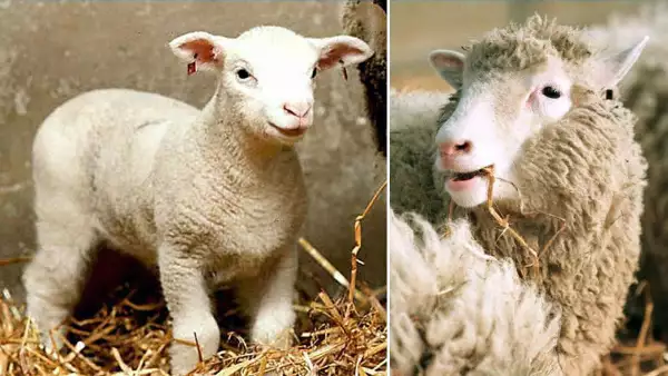 ‘Dolly’ no fue el primer ni único animal en ser clonado.