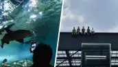 Imagen dividida en diagonal: a la izquierda tiburón en el acuario de Parque Tepeyac, a la derecha las cinco estatuas sentadas en la cornisa.