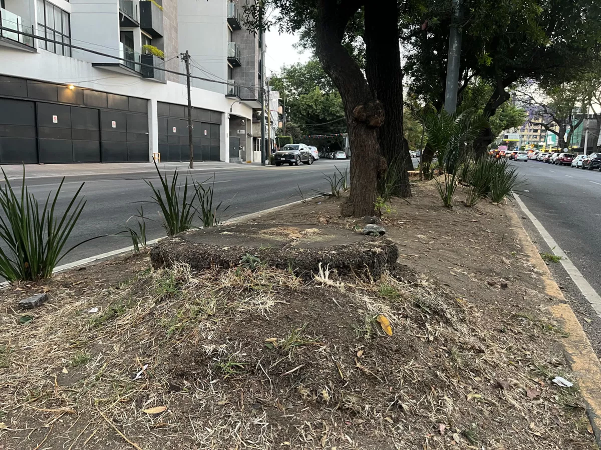Adiós a las palmeras en Benito Juárez: CDMX las poda desde la raíz por su enfermedad