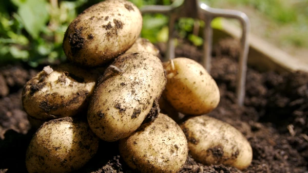 Papas.