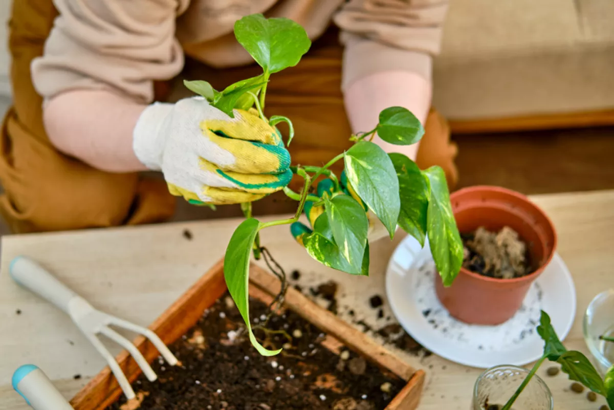 Woman working in home garden, soil for scindapsus aureus plant. 