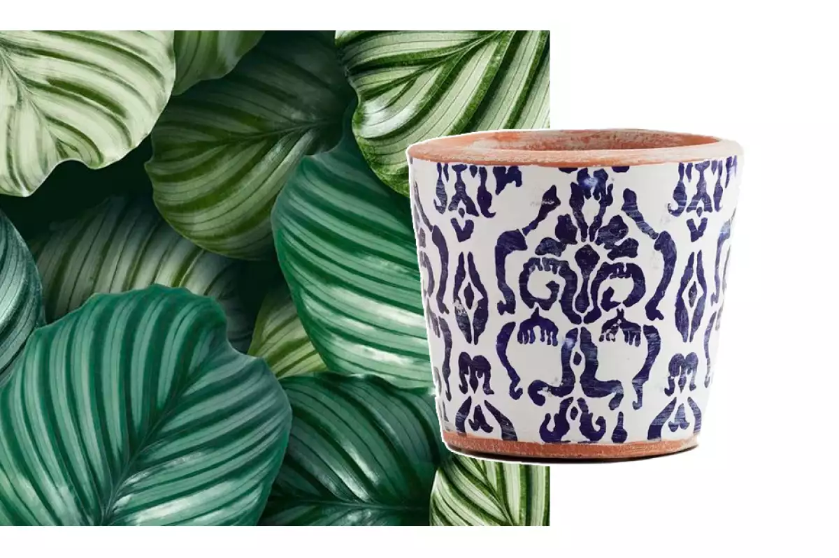 Maceta de Pottery Barn