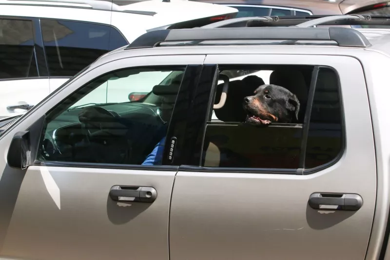 Multa por llevar mascota en el auto