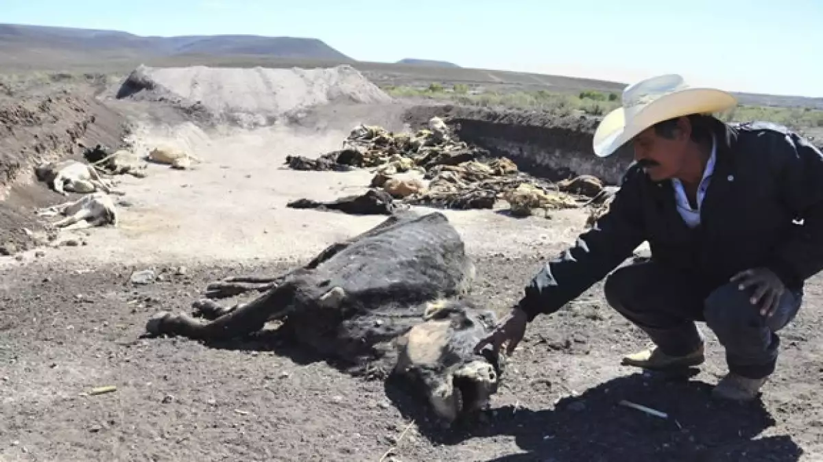 Un ganadero entierra a sus reses muertas por la sequía