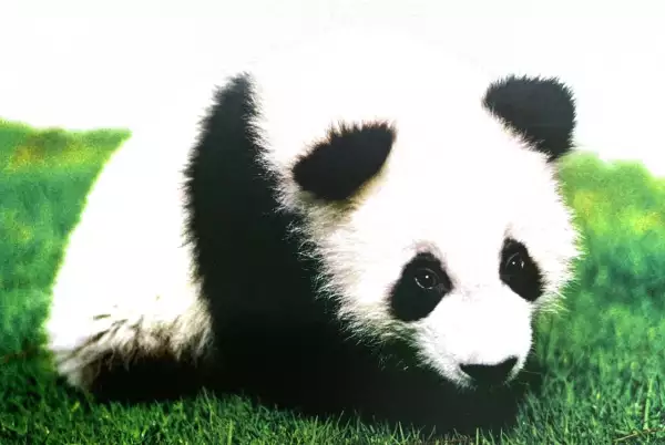 Shuan Shuan como cachorra; nació el 15 de junio de 1987 en México.