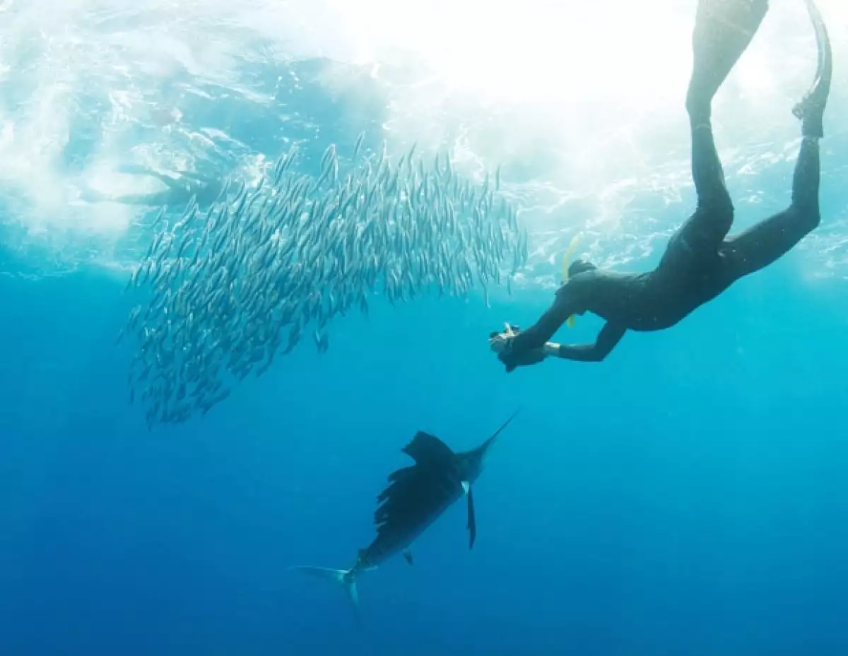 Empezaron a documentar las especies del mar como un hobby y hoy es un proyecto consolidado.