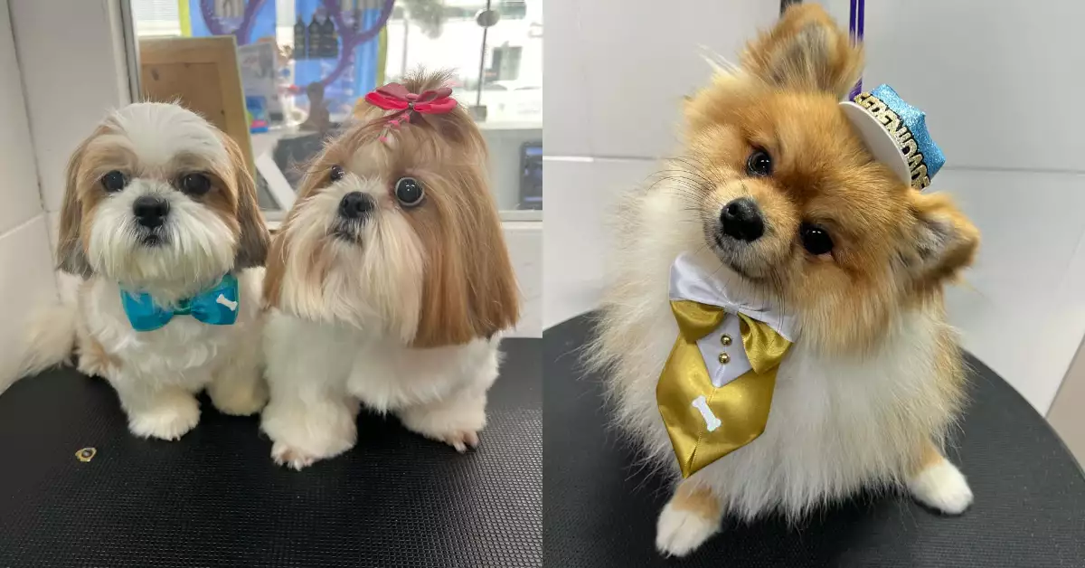 perros-spas-brasil.jpg