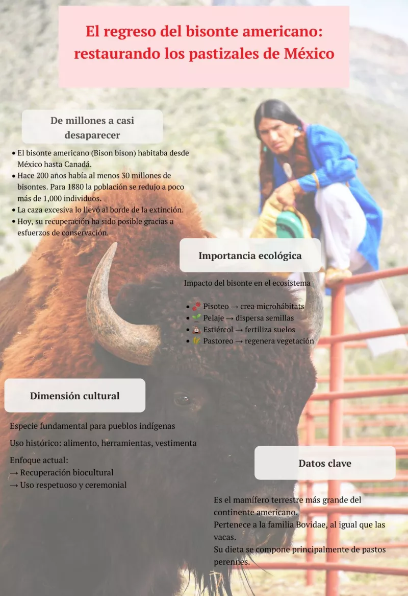 infografía bisonte mexico