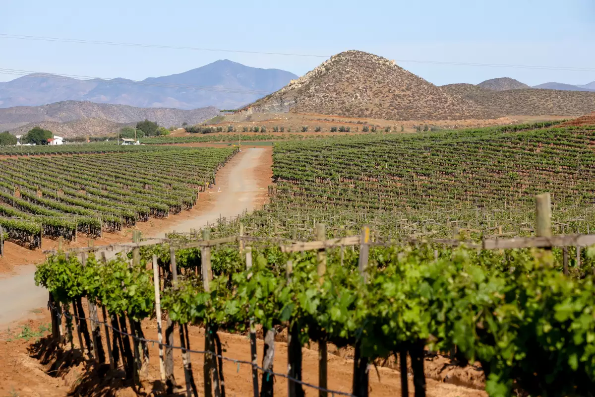 Viñedos Valle de Guadalupe
