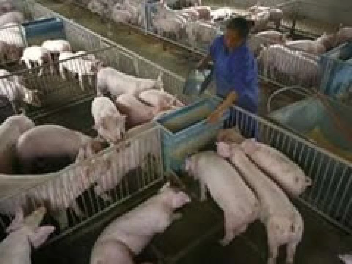 El judaísmo prohibe el consumo de productos de cerdo. (Foto: Reuters)