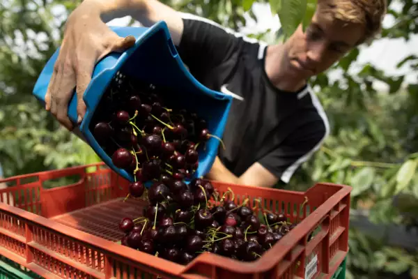 Cherries Harvested In The UK
