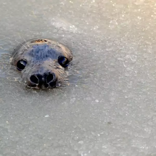 Hielo, planeta, leon marino, frio, ola polar, ambiente