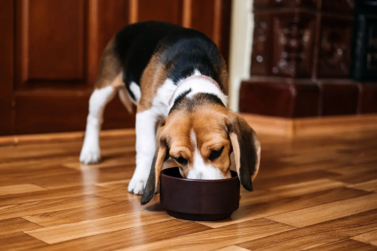 Todo sea por los lomitos y michis: México gasta cada vez más en alimento de mascotas