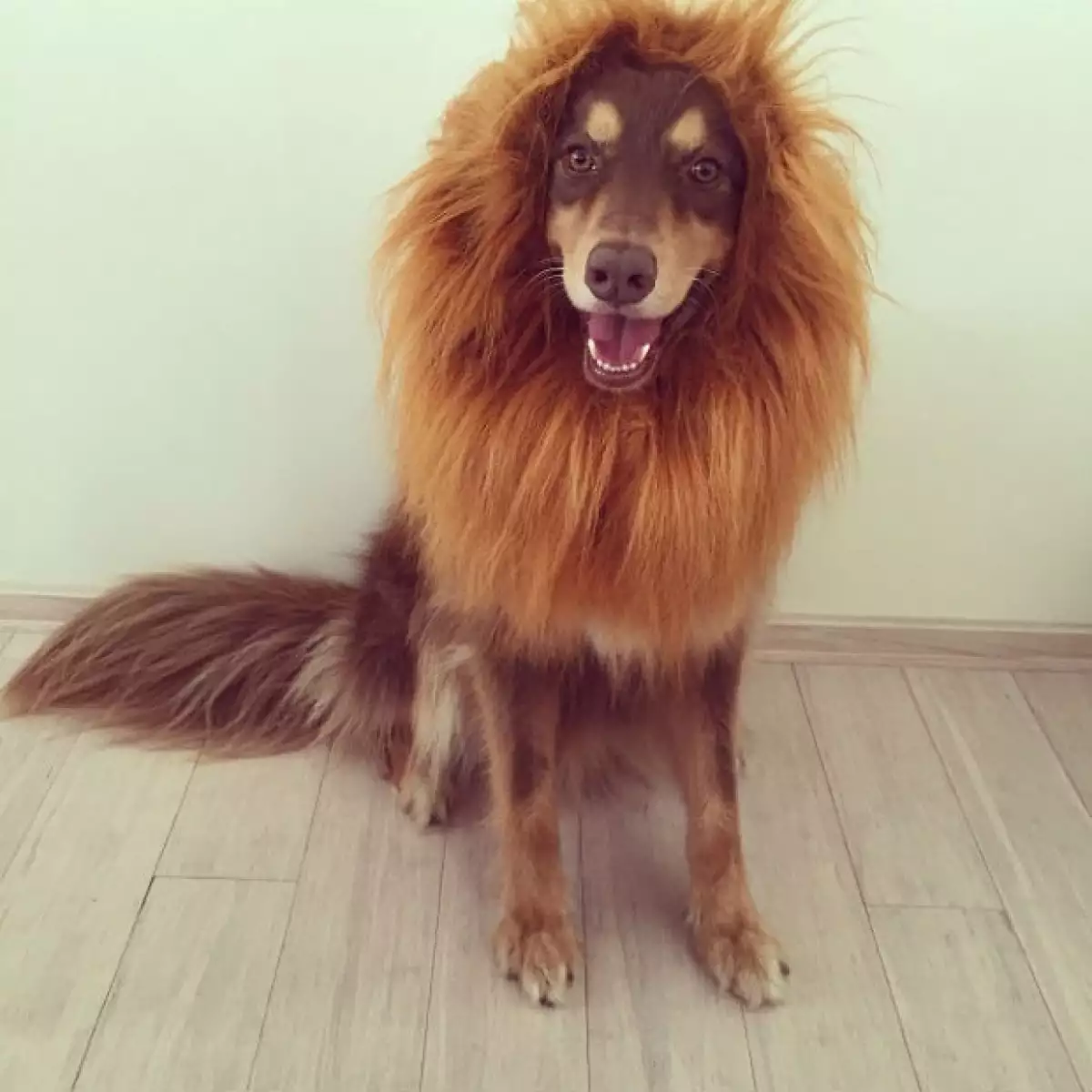 Este fue el disfraz final que eligió Amandara para Finn.